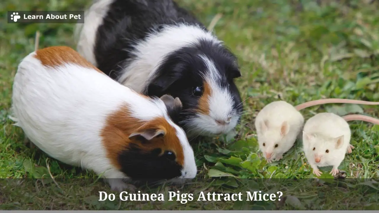 do-guinea-pigs-attract-mice-5-clear-facts-2023