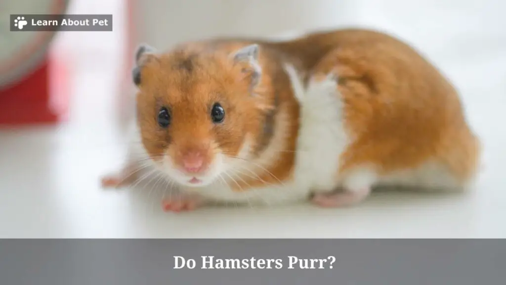 Do hamsters purr