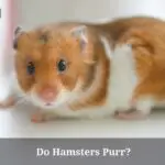Do Hamsters Purr? (7 Interesting Facts)