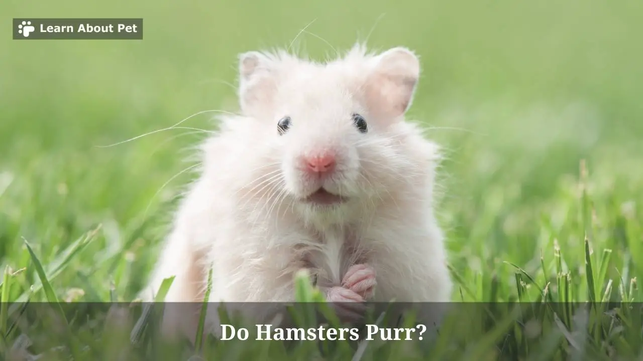 Do Hamsters Purr? (7 Interesting Facts) 2023