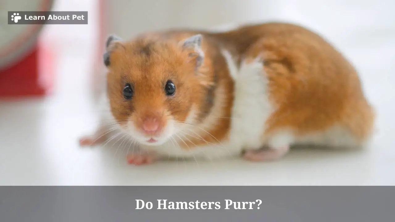 Do Hamsters Purr? (7 Interesting Facts) 2023