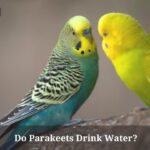 Do Parakeets Drink Water