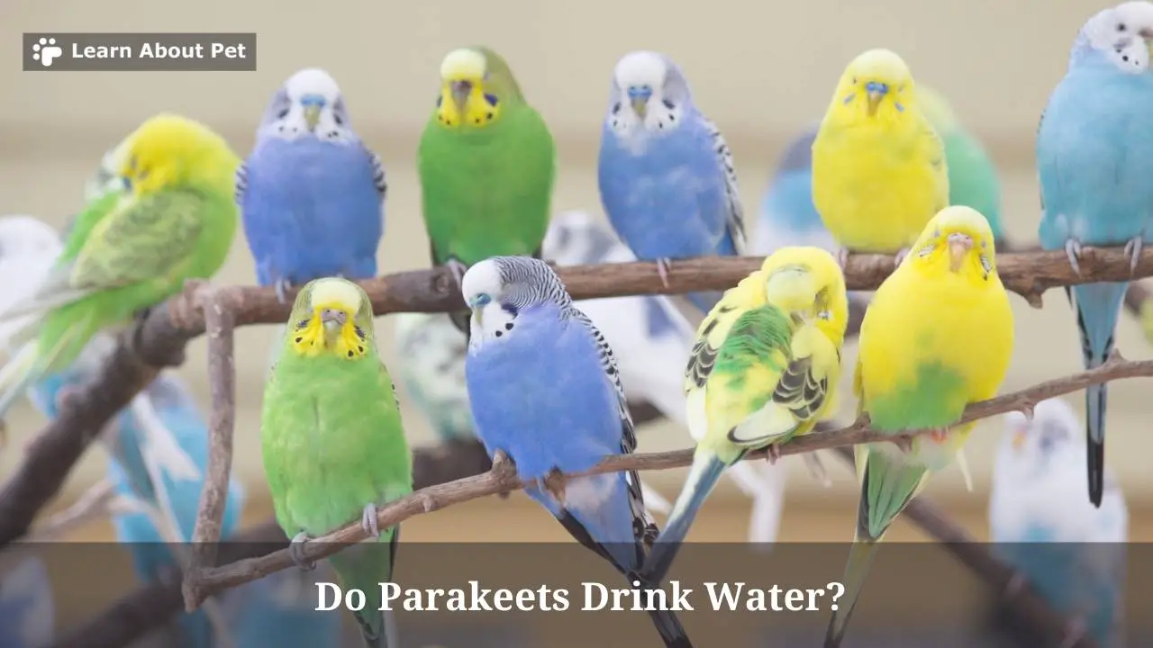 Do Parakeets Drink Water? (7 Important Facts) 2023