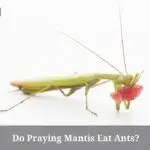 Do Praying Mantis Eat Ants? (7 Natural Health Facts)