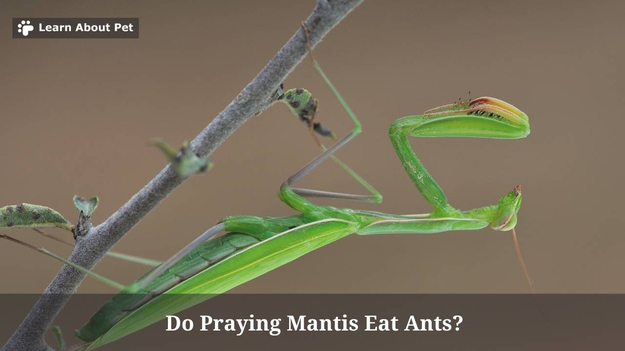 Do Praying Mantis Eat Ants? (7 Natural Health Facts) - 2023