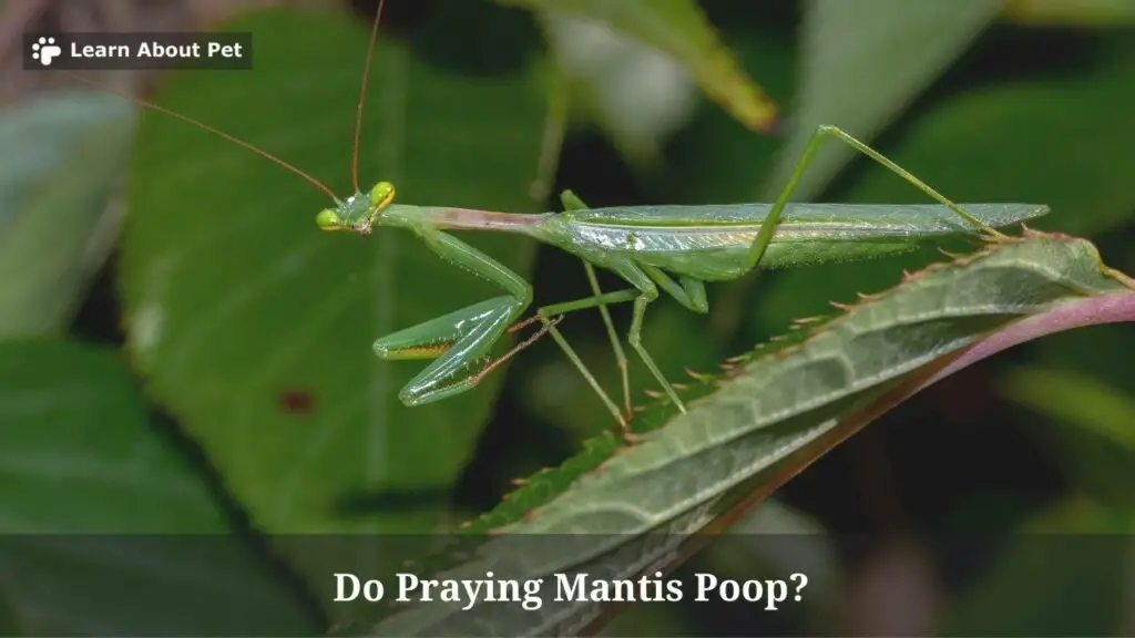 Do praying mantis poop