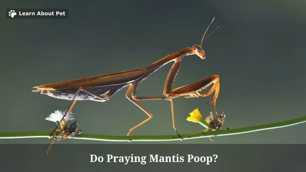 Do praying mantis poop