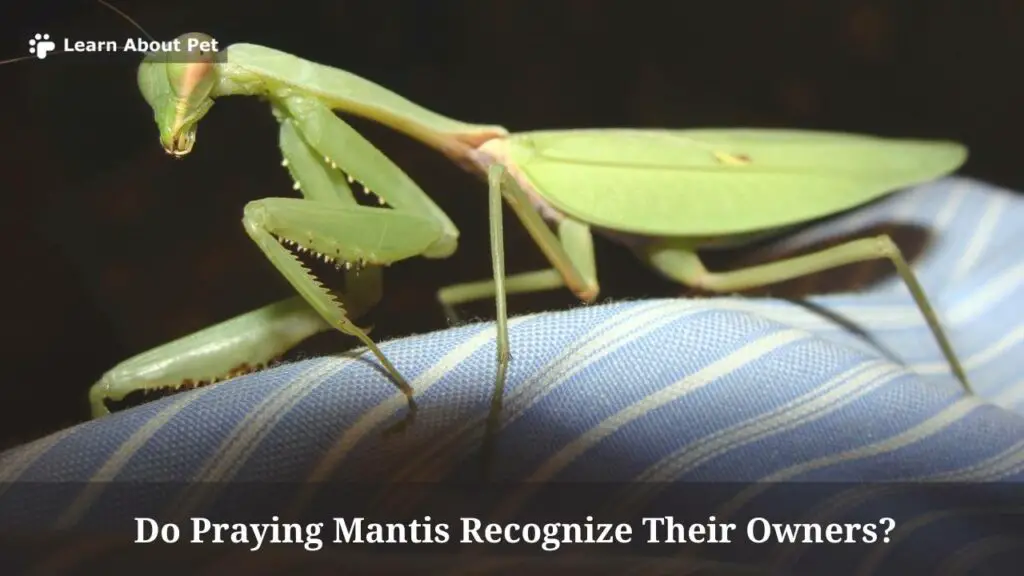 Do praying mantis recognize their owners