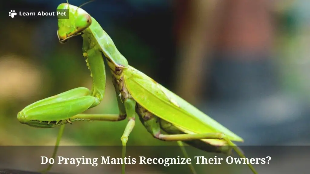 Do praying mantis recognize their owners