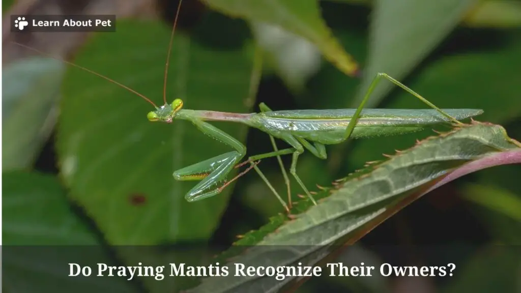 Do praying mantis recognize their owners