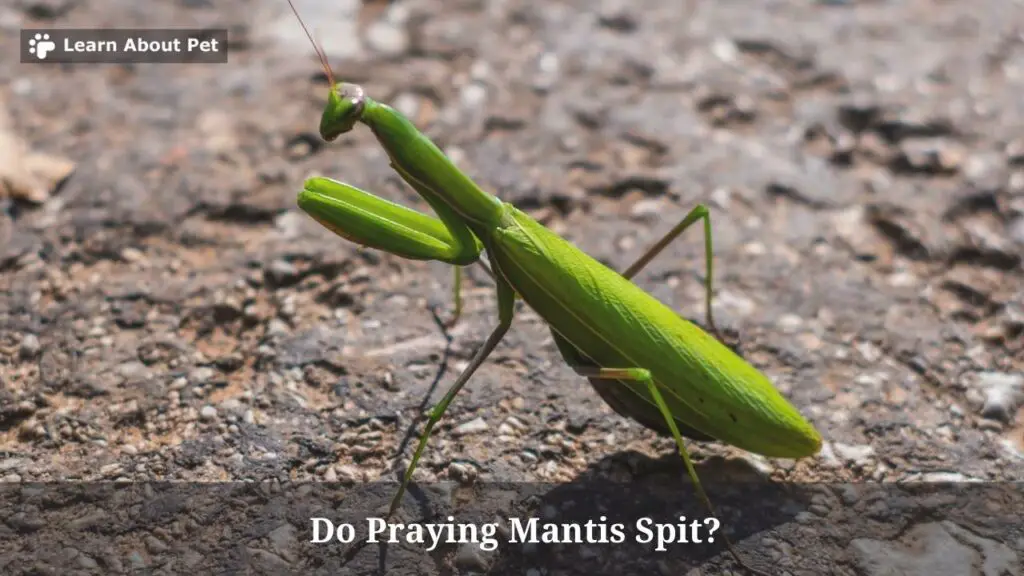 Do Praying Mantis Spit? (7 Interesting Facts) - 2024