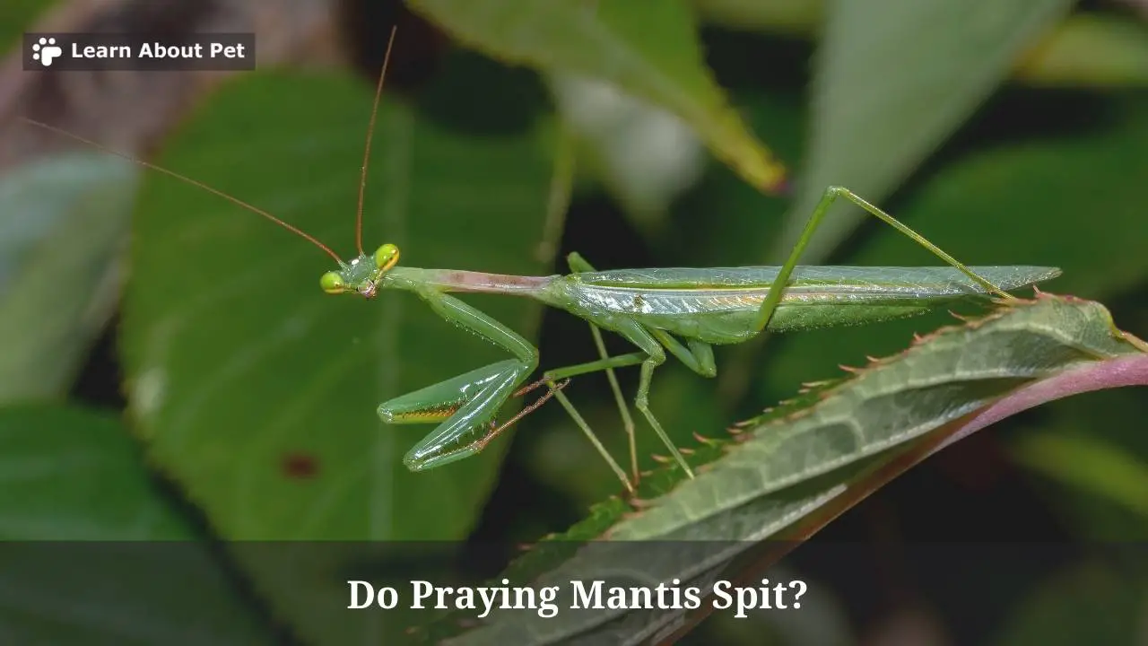 Do Praying Mantis Spit? (7 Interesting Facts) - 2024