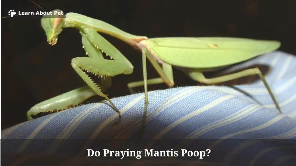 Do praying mantis poop