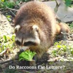 Do Raccoons Eat Lettuce