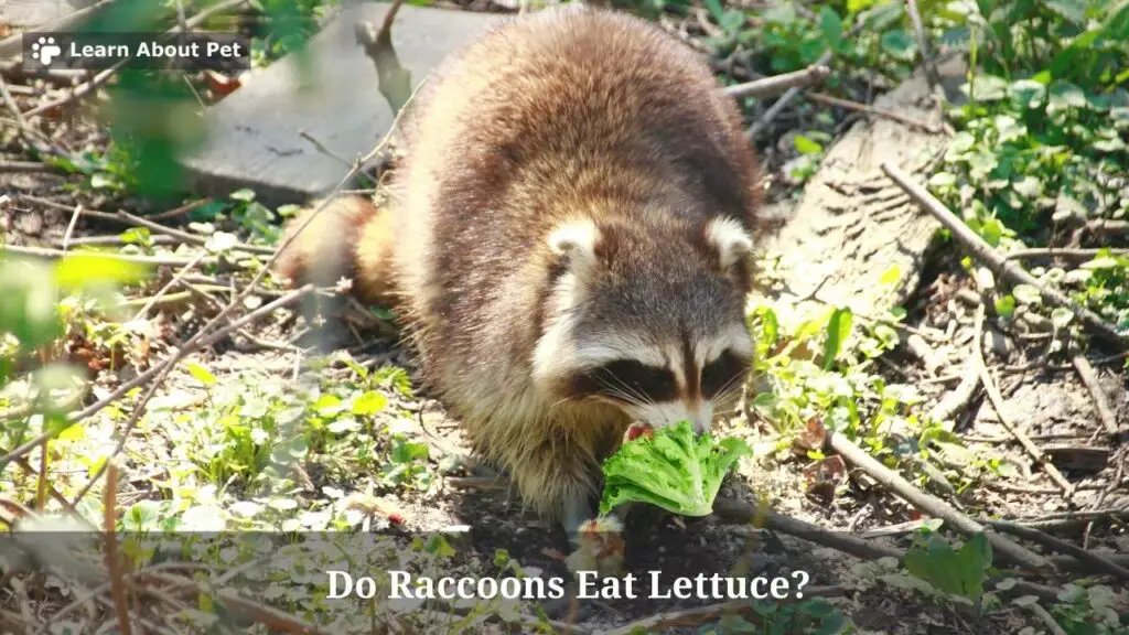 Do Raccoons Eat Lettuce? (7 Interesting Facts) - 2023