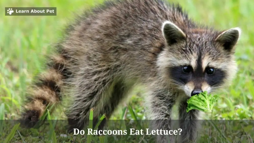 Do Raccoons Eat Lettuce? (7 Interesting Facts) - 2023