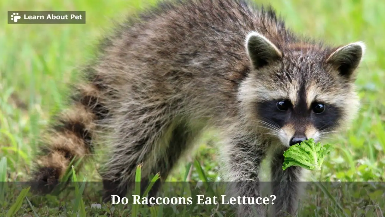 Do Raccoons Eat Lettuce? (7 Interesting Facts) 2023