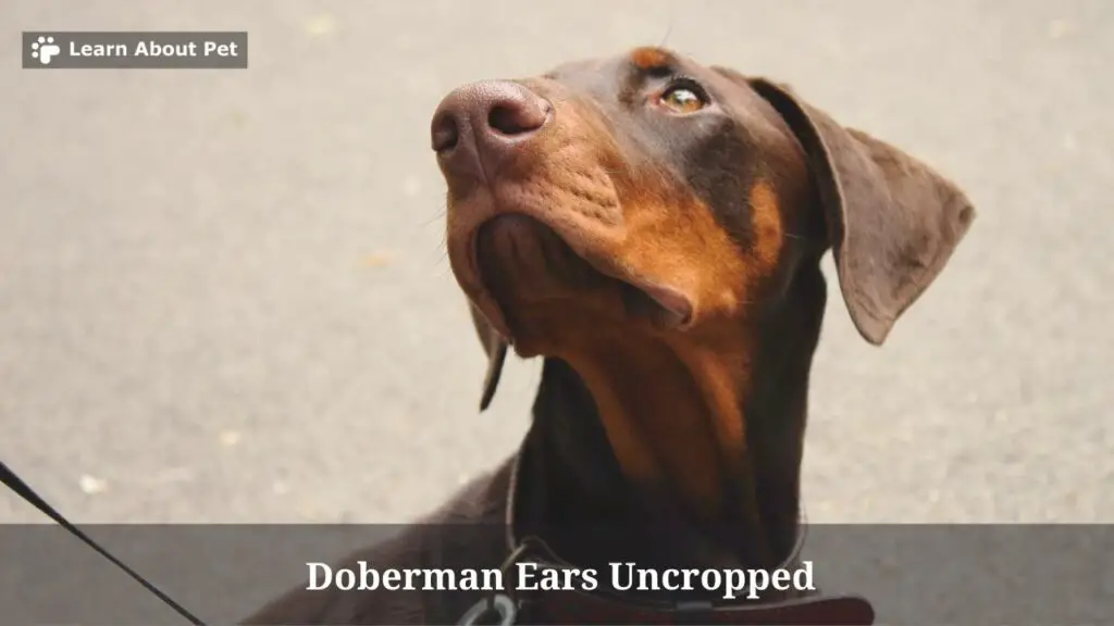 Doberman ears uncropped