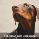 Doberman Ears Uncropped : (9 Interesting Facts)