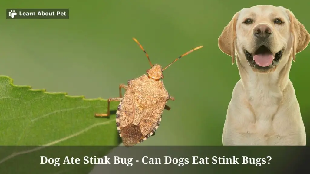 Dog ate stink bug