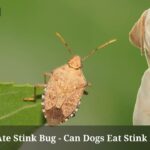 Dog Ate Stink Bug - Can Dogs Eat Stink Bugs? 3 Clear Ways To Get Rid Of Stink Bugs Dog Ate Stink Bug