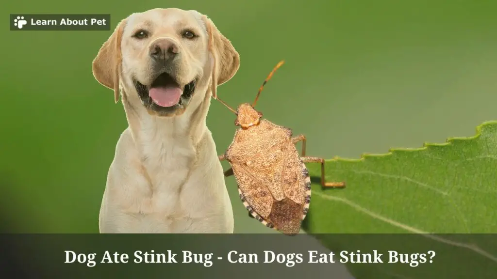 Dog ate stink bug