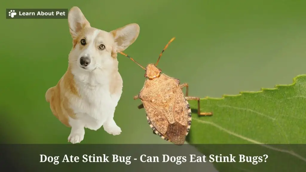 Dog ate stink bug