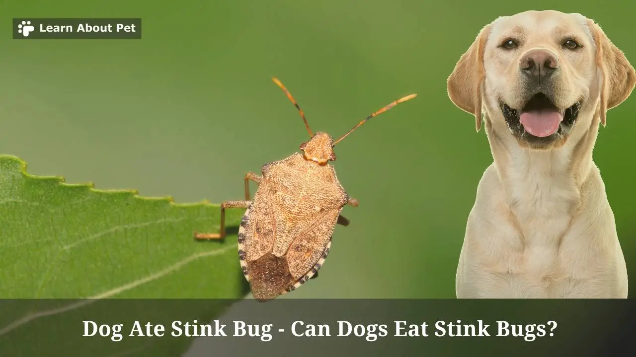 84-best-ideas-for-coloring-stink-bugs-and-dogs