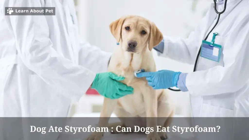 Dog Ate Styrofoam : Can Dogs Eat Styrofoam? 5 Conclusive Health Issues