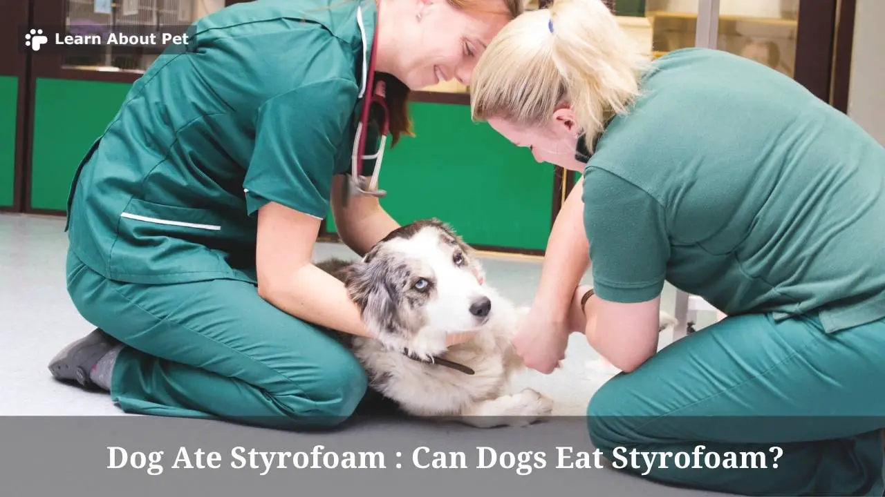 Dog Ate Styrofoam Can Dogs Eat Styrofoam? 5 Conclusive Health Issues
