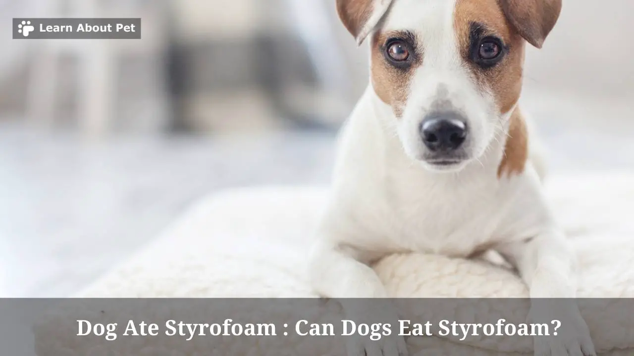Dog Ate Styrofoam Can Dogs Eat Styrofoam? 5 Conclusive Health Issues