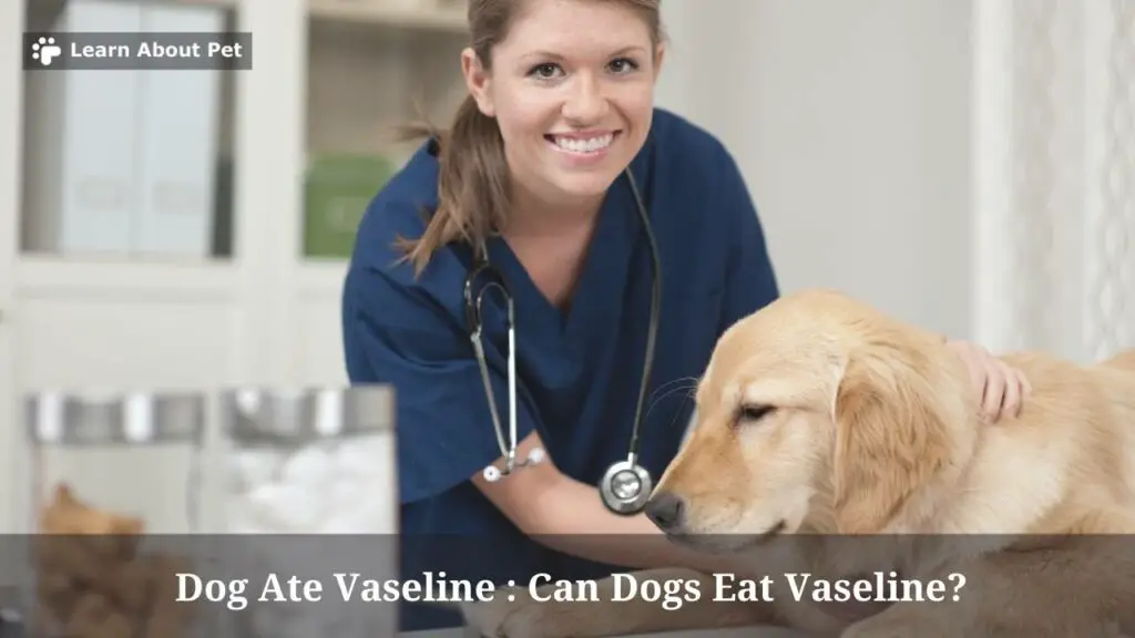 Dog ate vaseline