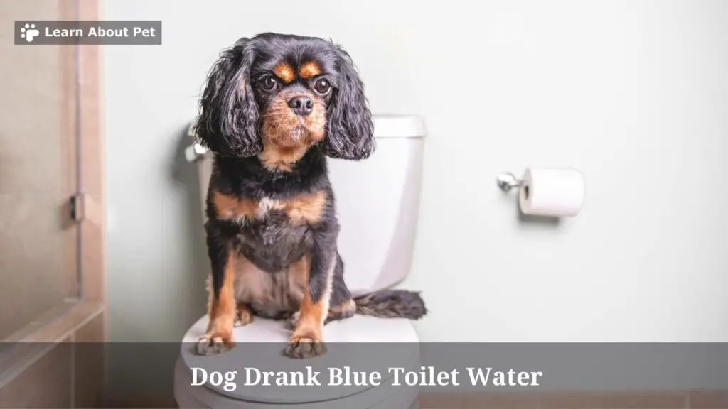 Dog drank blue toilet water