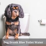 Dog Drank Blue Toilet Water : 5 Menacing Health Issues