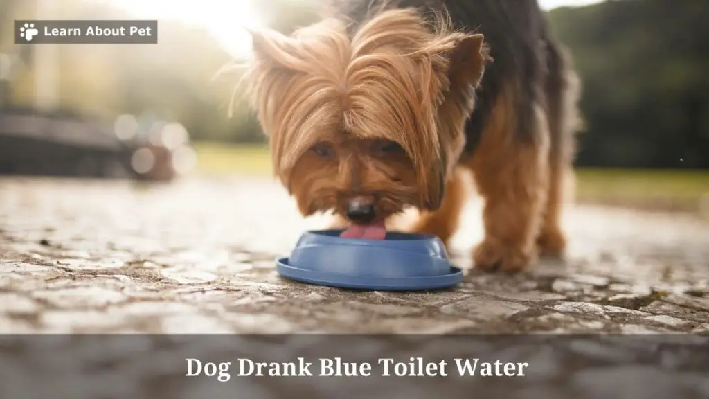 Dog drank toilet bowl cleaner