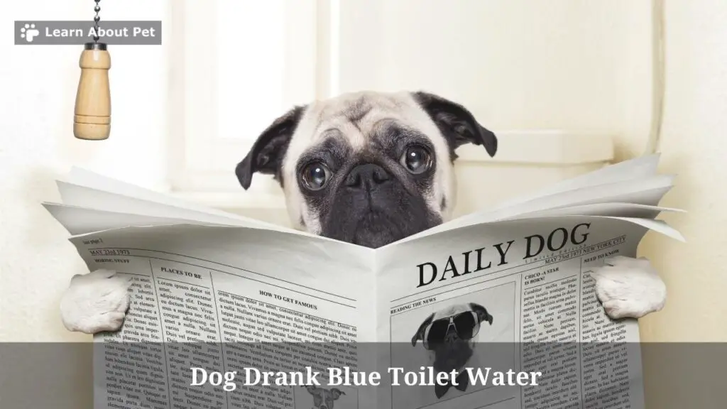 Dog Drank Blue Toilet Water 5 Menacing Health Issues (2024