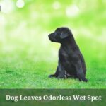 Dog Leaves Odorless Wet Spot : (7 Interesting Facts)