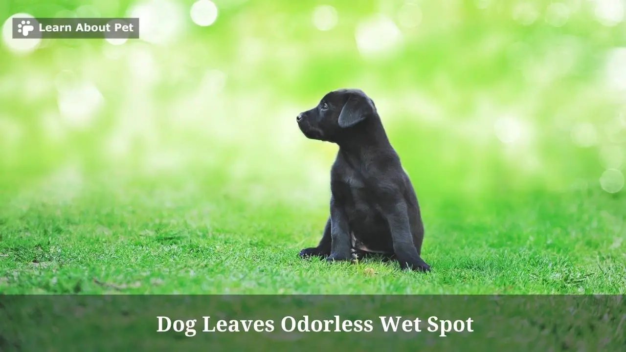 Dog Leaves Odorless Wet Spot (7 Interesting Facts) 2023