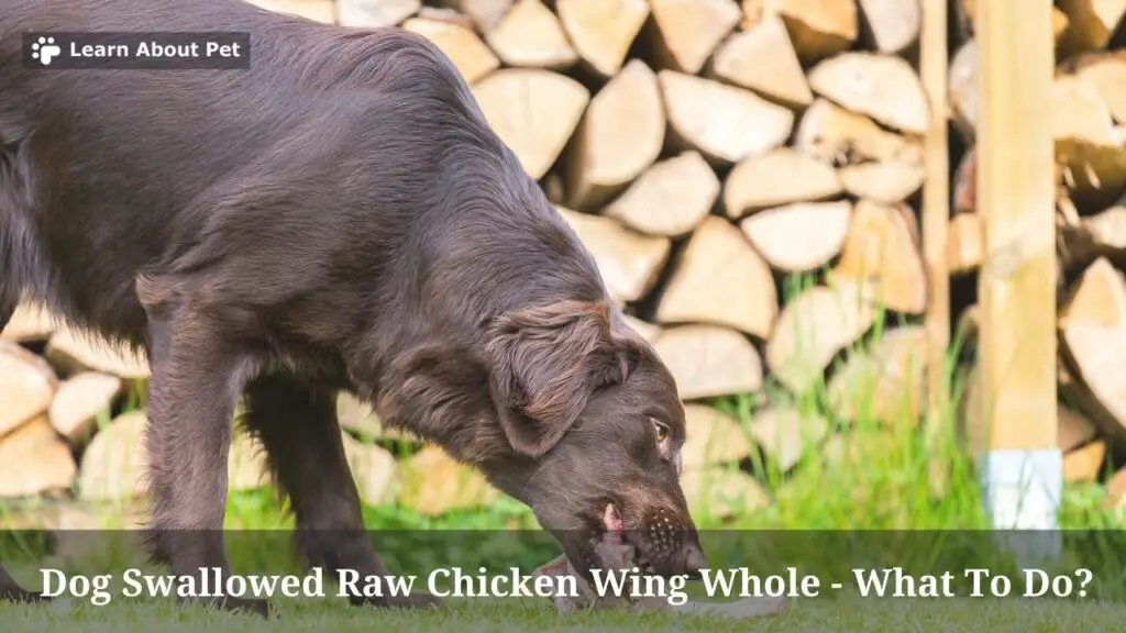 Dog Swallowed Raw Chicken Wing Whole : 7 Clear Tips - 2022