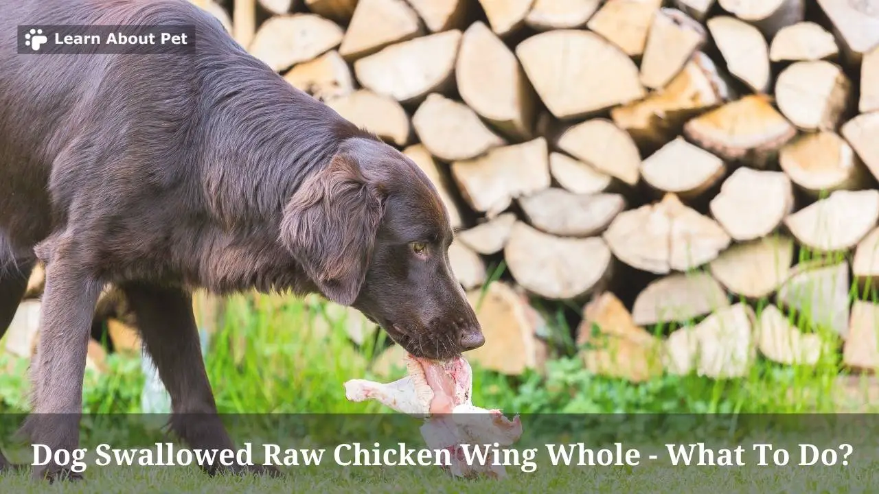 Dog Swallowed Raw Chicken Wing Whole : 7 Clear Tips - 2022