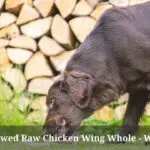 Dog Swallowed Raw Chicken Wing Whole : 7 Clear Tips