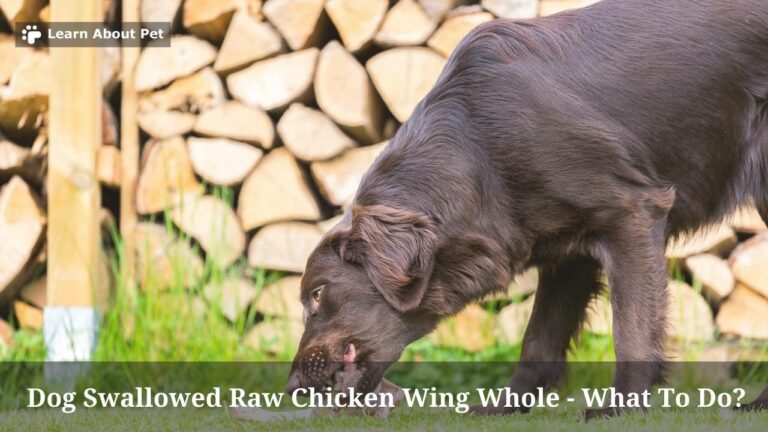 Dog Swallowed Raw Chicken Wing Whole : 7 Clear Tips - 2022