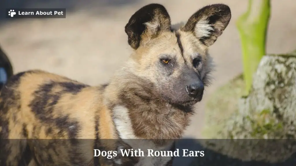 Dogs with round ears