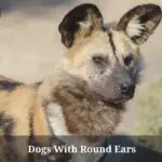 Dogs With Round Ears : (23 Cool Dog Breeds)
