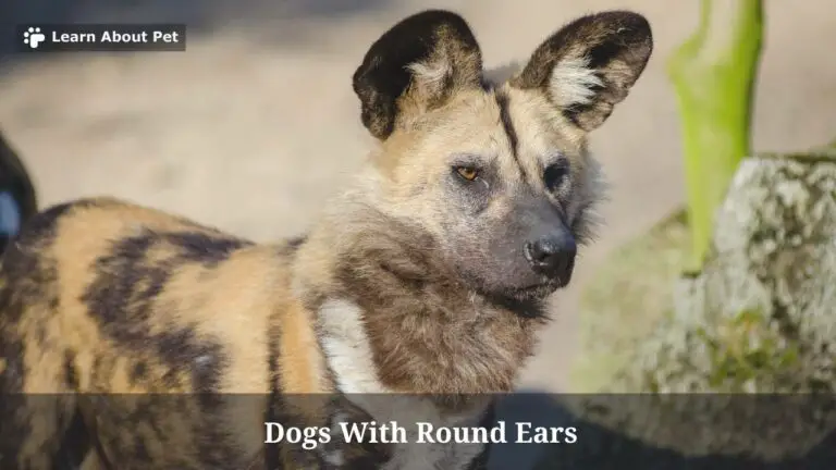 Dogs With Round Ears : (23 Cool Dog Breeds) - 2023