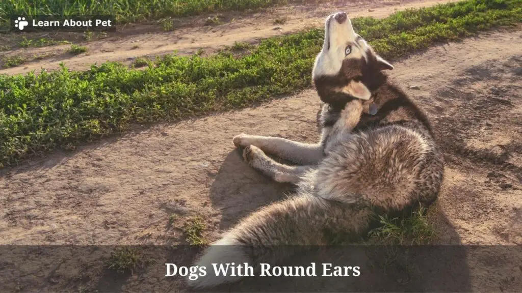 Dogs with round ears