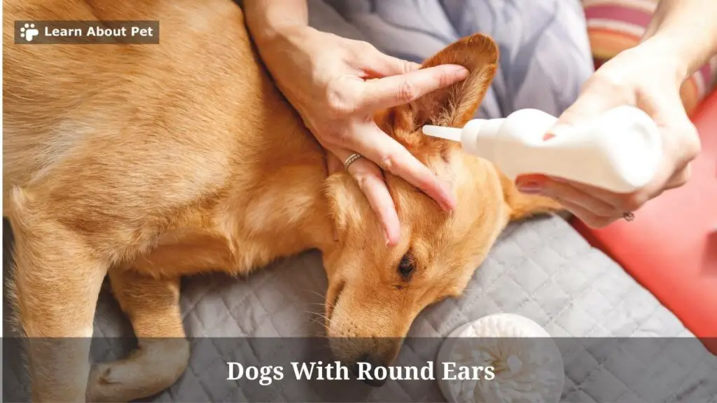 Dogs with round ears