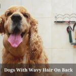 Dogs With Wavy Hair On Back : (6 Cool Dog Breeds) Dogs With Wavy Hair On Back