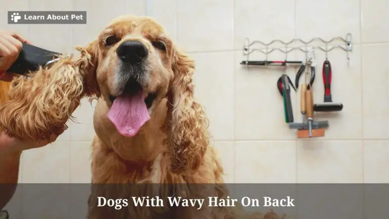 Dogs With Wavy Hair On Back : (6 Cool Dog Breeds) - 2023