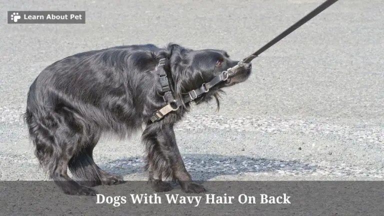 Dogs With Wavy Hair On Back : (6 Cool Dog Breeds) - 2023